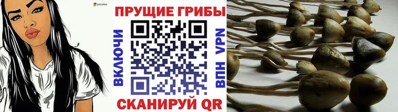 где купить наркотик Бердск Псилоцибиновые грибы мухоморы